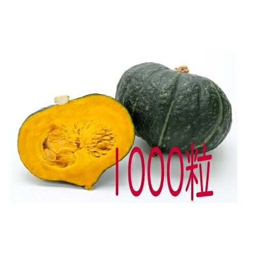 入荷次第出荷 カネコ種苗 九重栗南瓜 １０００粒