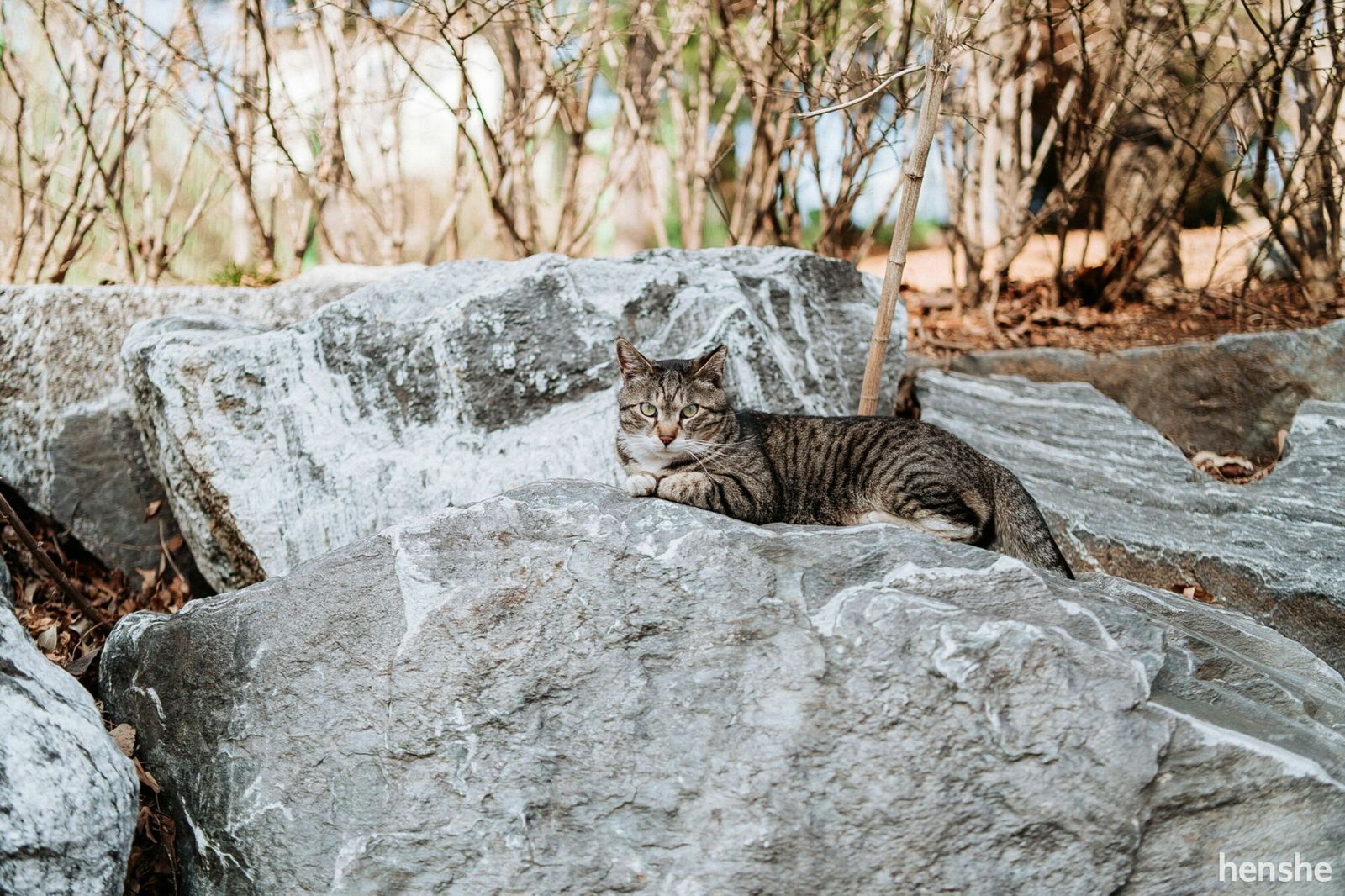 AF 35mm