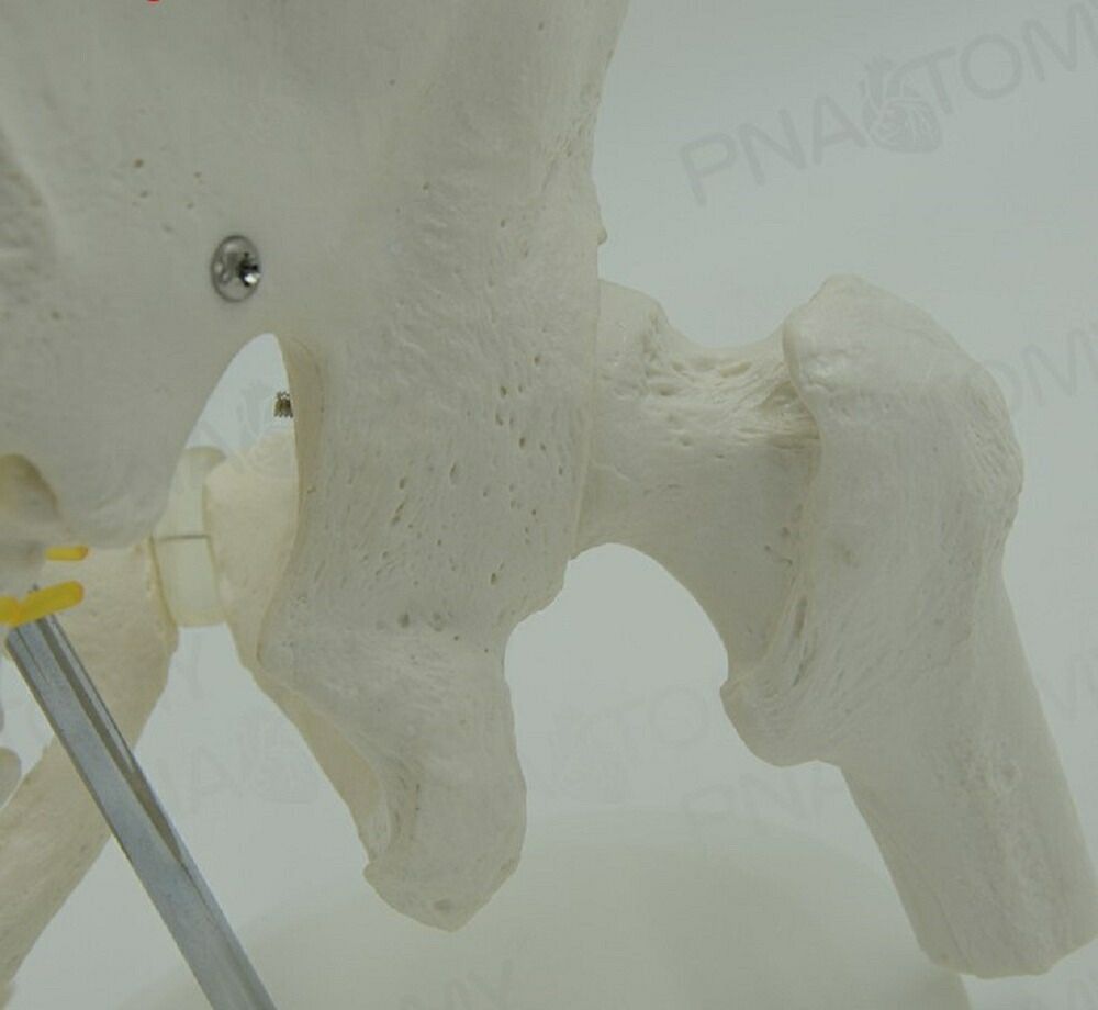 実物大の骨盤模型 レプリカ