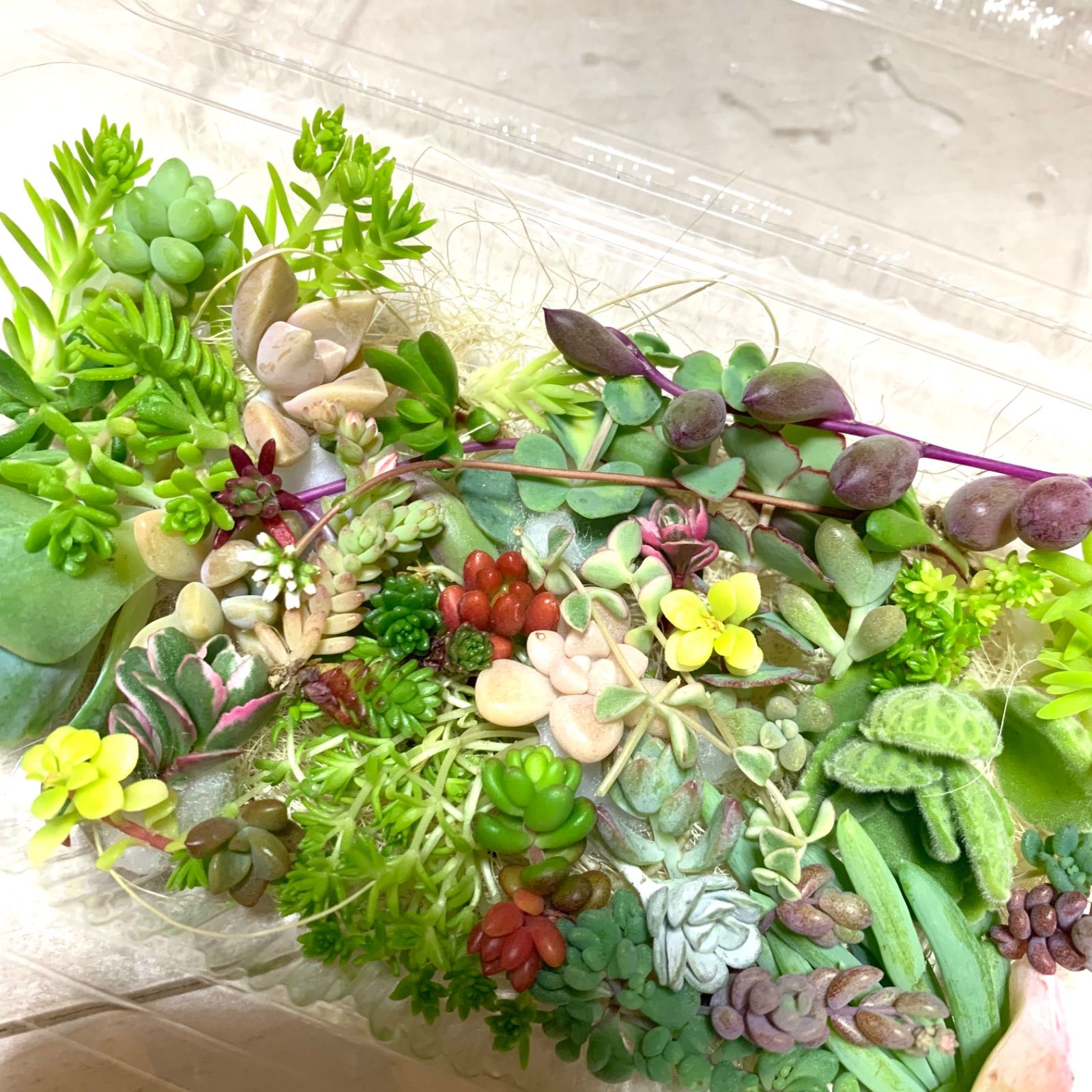①大箱多肉植物詰め合わせ　ミモザ多肉　カット苗セット　寄せ植えセット 多肉植物寄せ植えセット 多肉植物カット苗詰め合わせ エケベリア