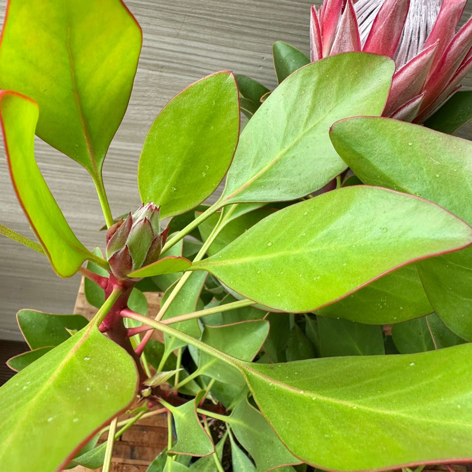 武者ガンダムカードセット 武者五人衆 コミックボンボン100号記念