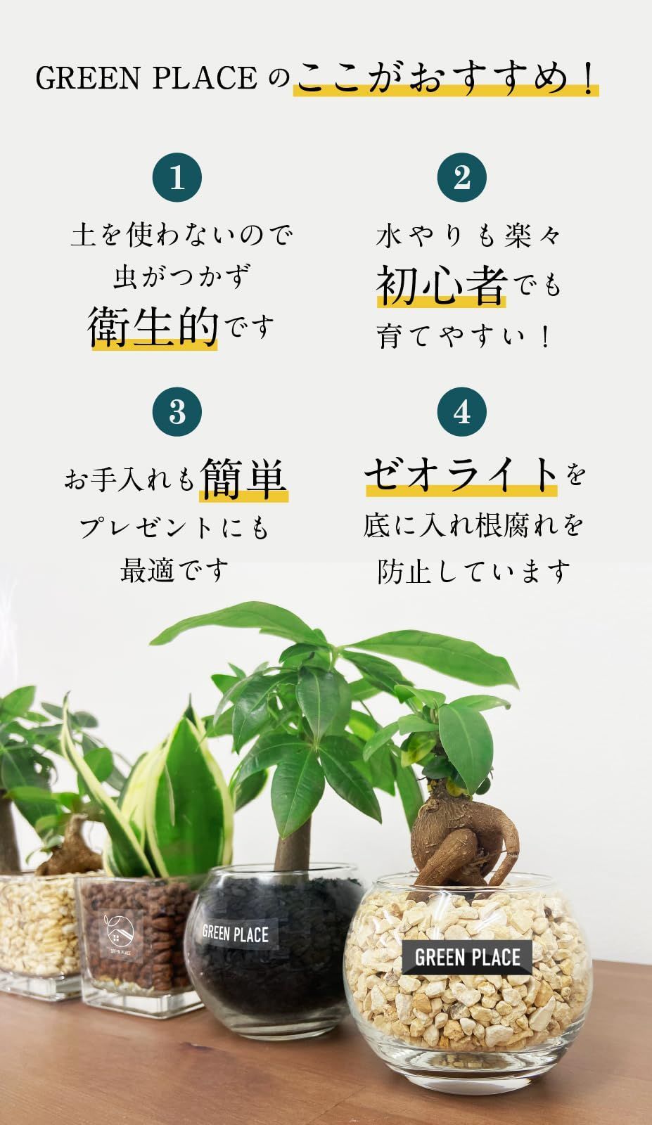 卓上 パキラ