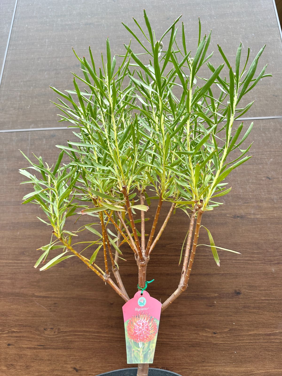 大株 リューコスペルマム リゴレット 鉢植え 苗 大株 リューコスペルマ