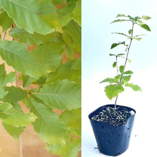 苗|苗木 40本セット コナラ 樹高0.25m前後 10.5cmポット こなら 苗木 苗 植木 庭木 生け垣 kb 40本 40