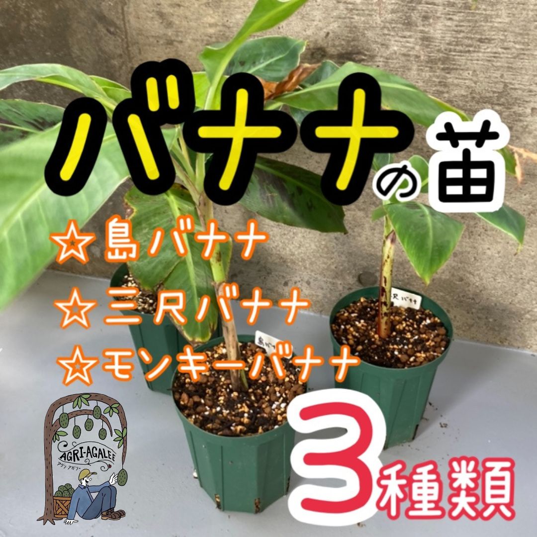 青つづらふじ懸崖小品盆 栽です。実付き、黒松、赤松、五葉松盆栽 楽天