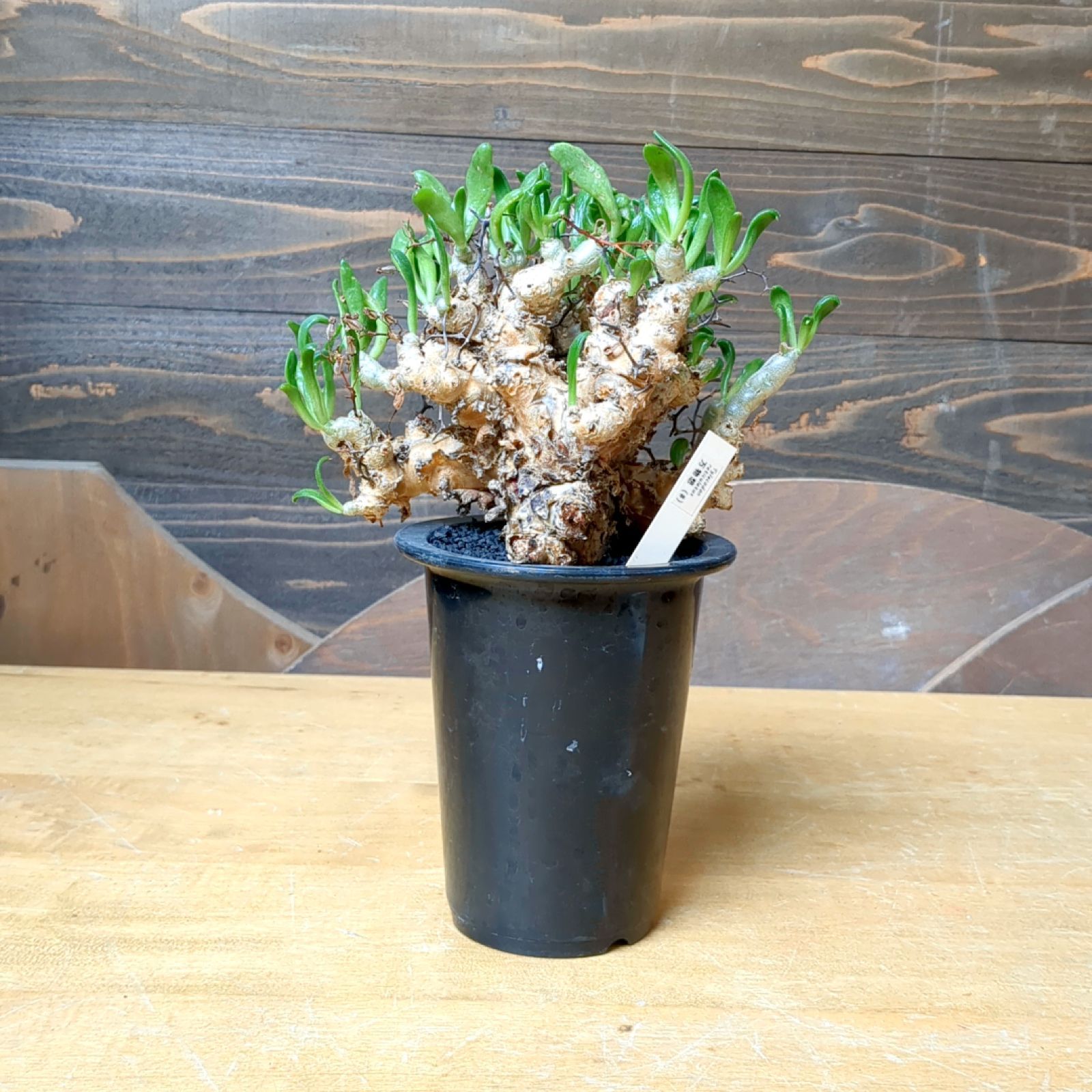 チレコドン 万物想 【 現品 】発根済み 鉢のまま発送 - メルカリ