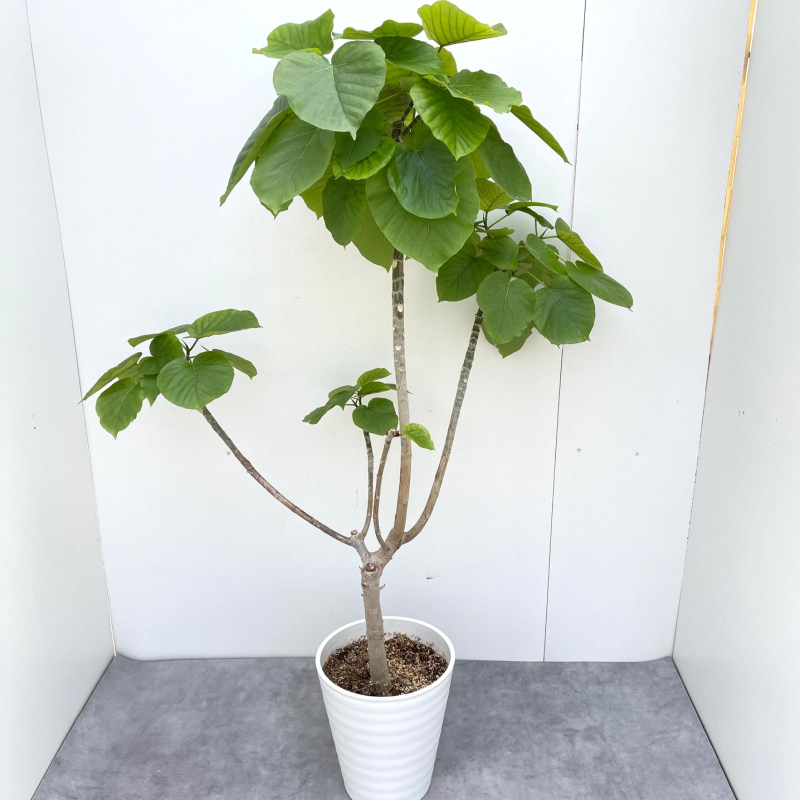 フィカス ウンベラータ 17【現品】観葉植物 室内 - メルカリ