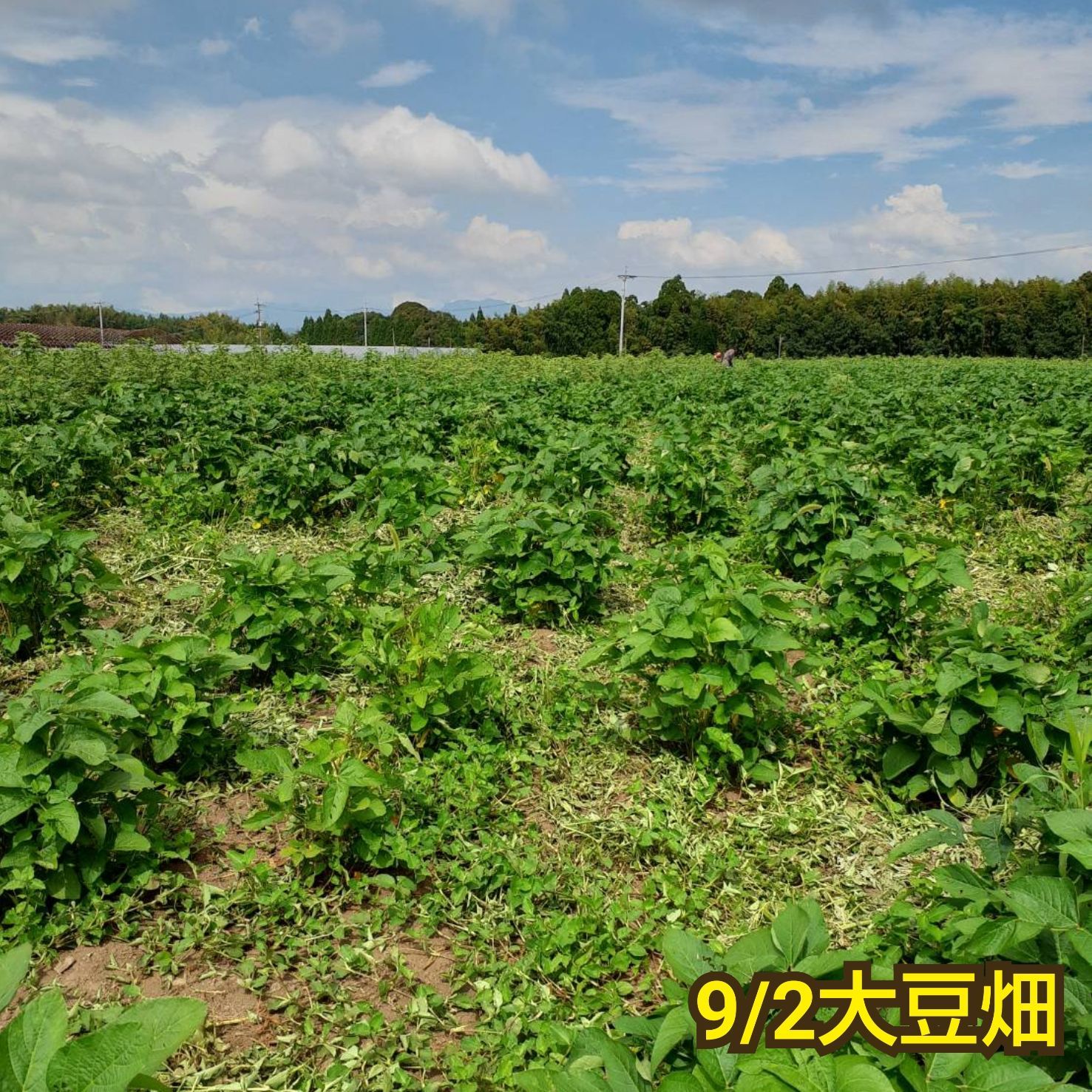 自然栽培 幻の大豆『八天狗』8kg 熊本県産