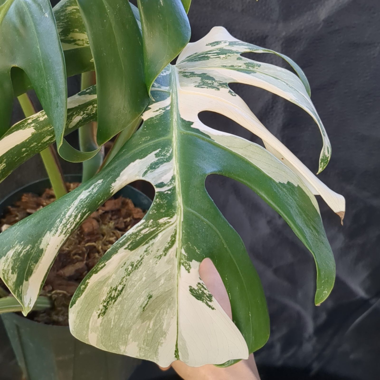 モンステラ ホワイトタイガー 【斑入り】鉢のまま発送 B - メルカリ