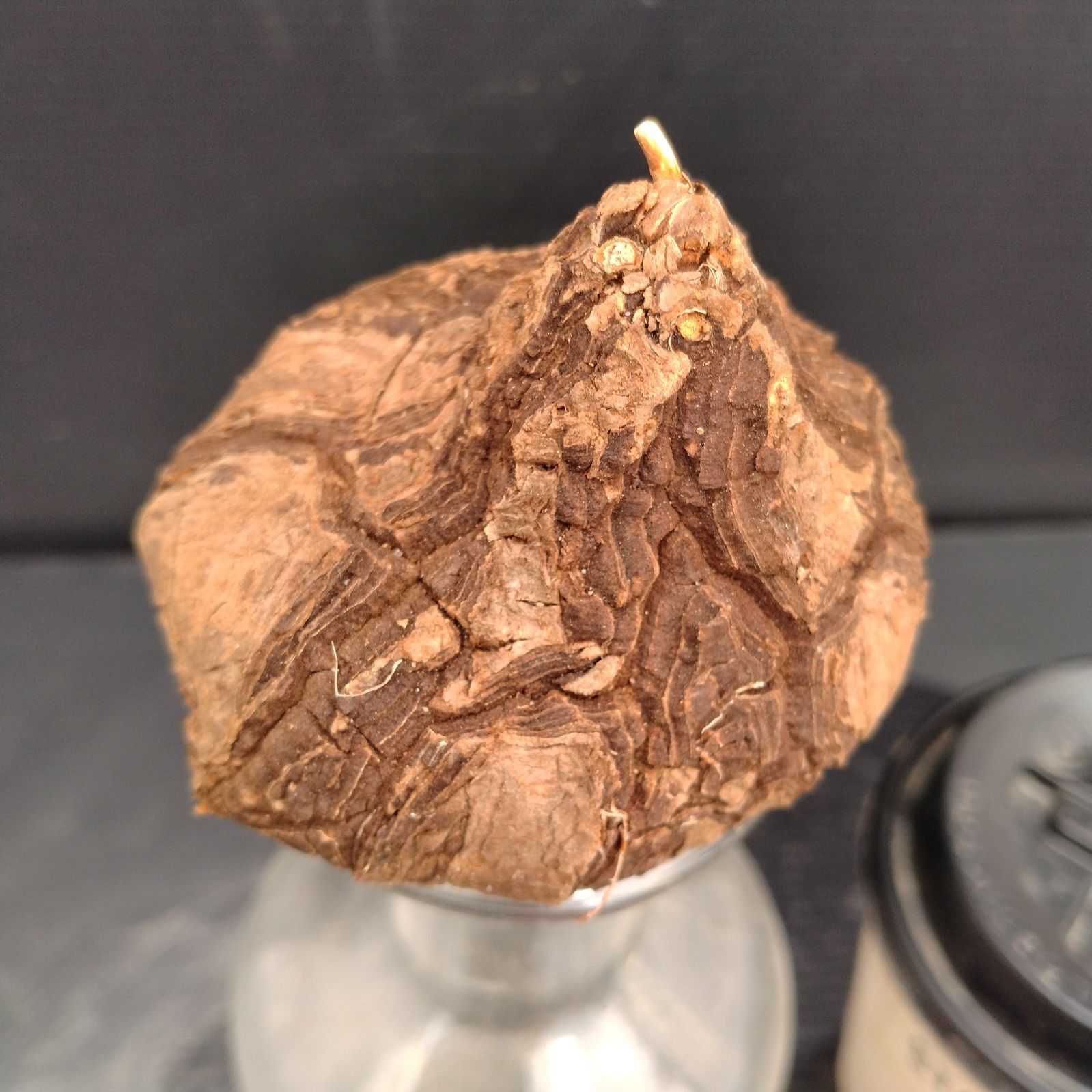 V181【最新到着】Dioscorea Mexicana メキシコ亀甲竜（現地球