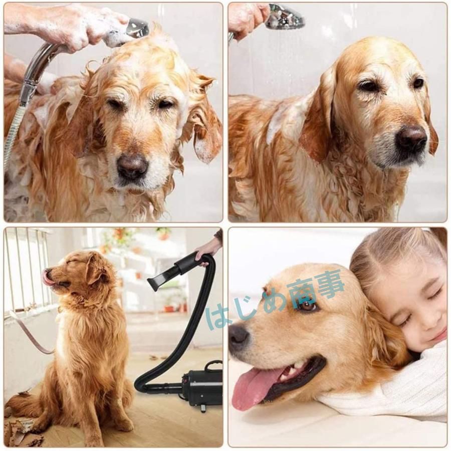 犬