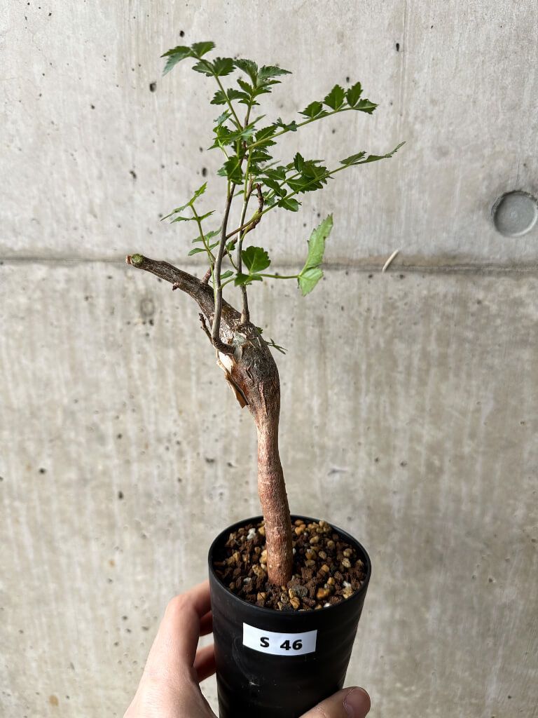 【現品限り】ブルセラ・ファガロイデス【S46】 Bursera fagaroides【植物】塊根植物 夏型 コーデックス
