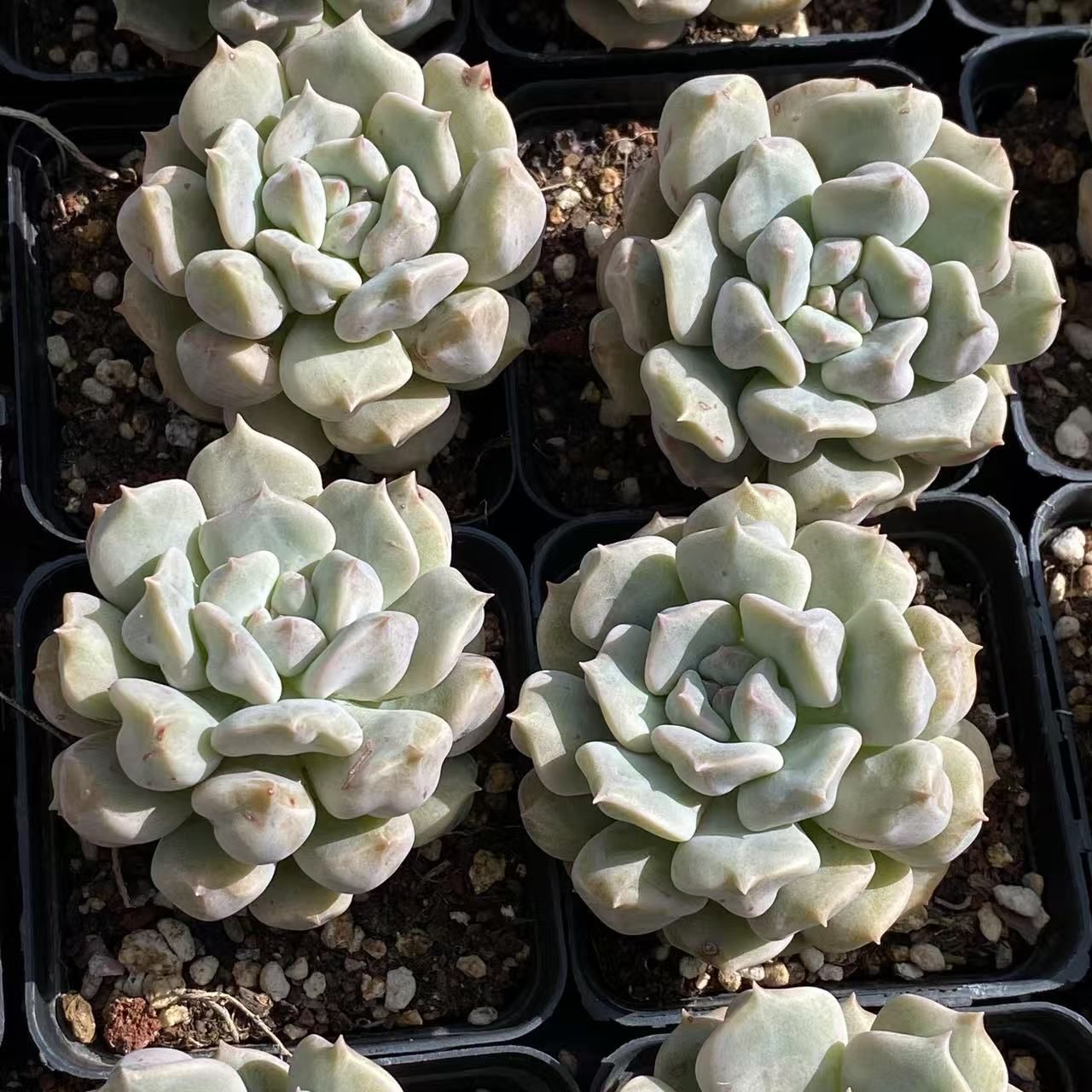 ZM1577×20 ブルービーンズ 抜き苗 多肉植物 アエオニウム エケベリア