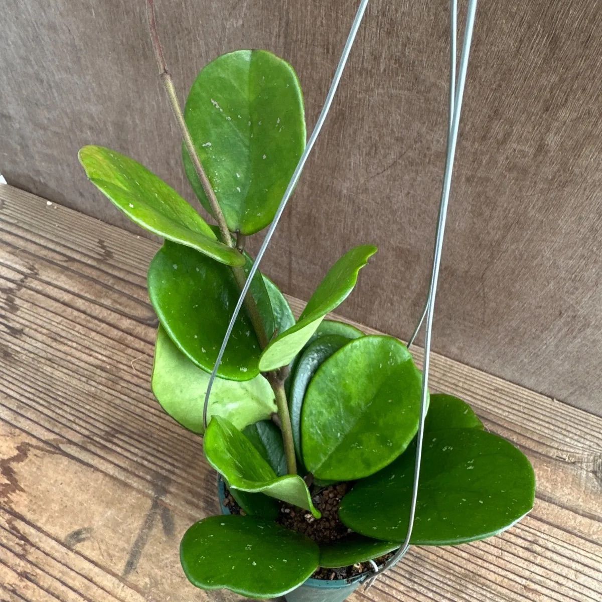 ホヤ オボバタ ② 現品 Hoya obovata サクララン 桜蘭