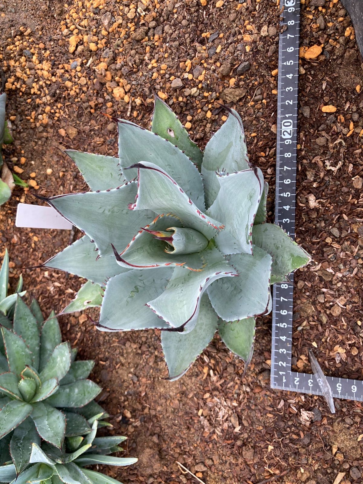 抜き苗 パリー トランカータ うねりタイプ 250912 USTAUSTRALIA_COM_AU