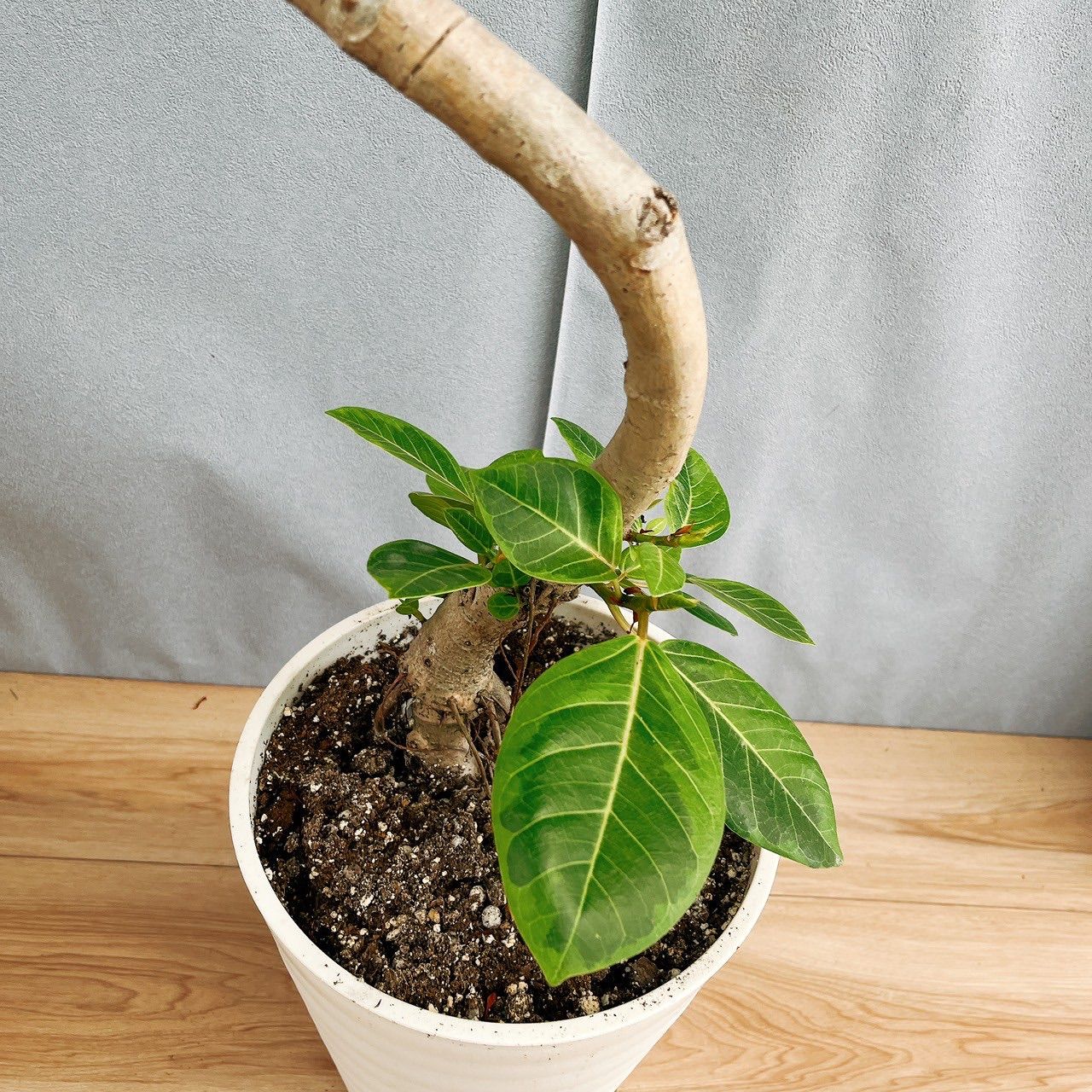 現品］11番 フィカス アルテシマ 曲がり 8号 観葉植物 大型 ゴムの木