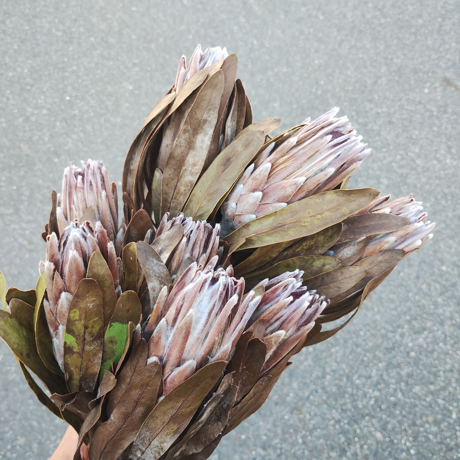 ⭐️プロテア ピンクアイス⭐️10本⭐️ドライフラワー⭐️宅配送料