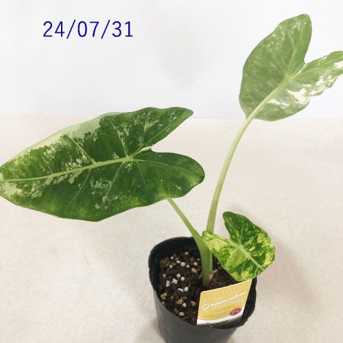 【レア】アロカシア　シャントリエリ　斑入り 5 アロカシア シャントリエリ ピンク 斑入り 球根 珍しい 屋内 屋外