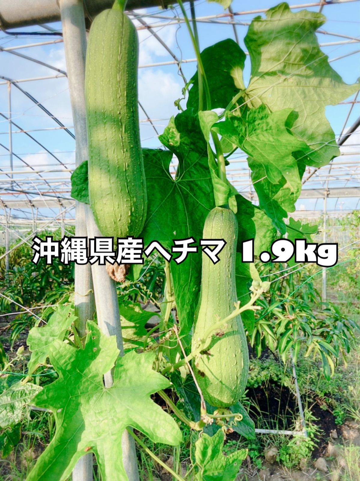 お得用 沖縄県産 ハウスへちまEM栽培10kg | mg-hermetschwil.ch