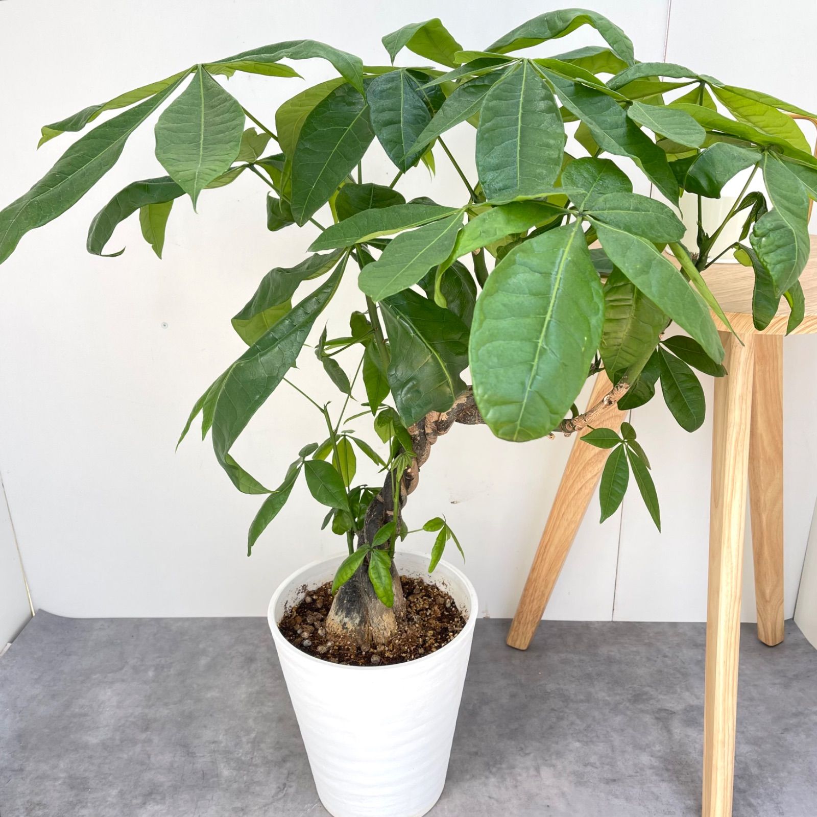 パキラ　ねじり　3【現品】観葉植物　室内　大型 パキラ ねじり 3【現品】観葉植物 室内 大型 - メルカリ
