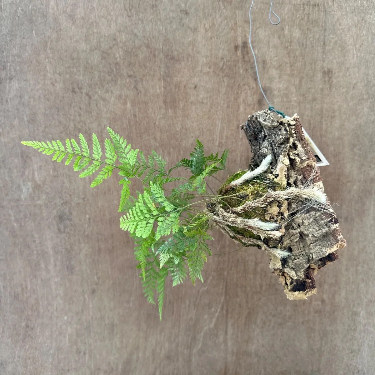 トキワシノブ ⑦コルク付け Humata tyermannii Bear's foot fern 羊歯