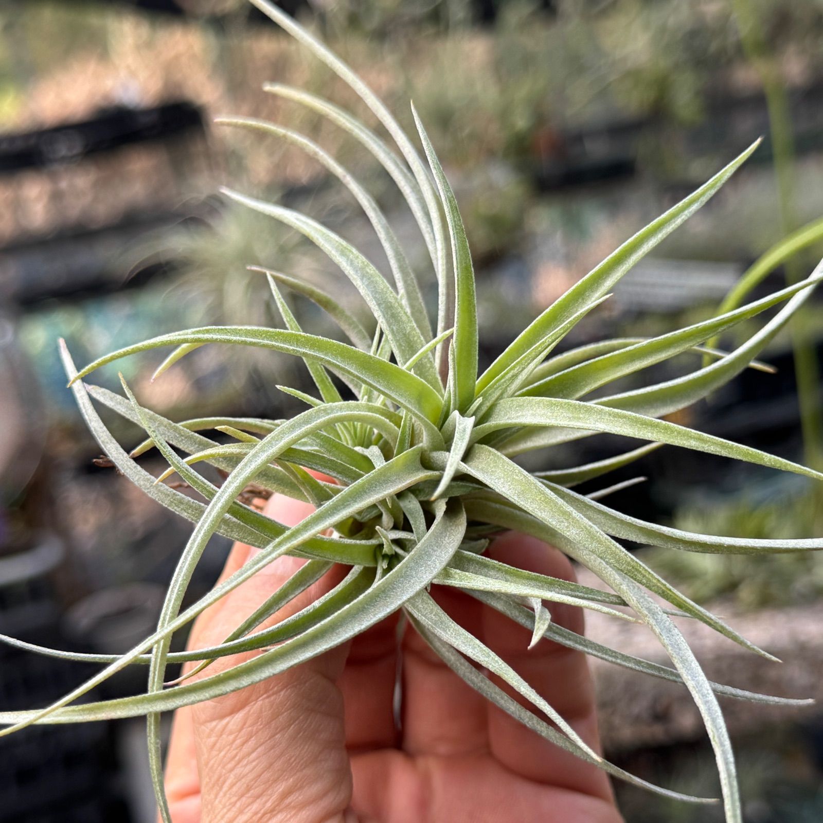 Tillandsia brachycaulos チランジア エアープランツ 観葉植物 Tillandsia brachycaulos チランジア エアープランツ 観葉植物