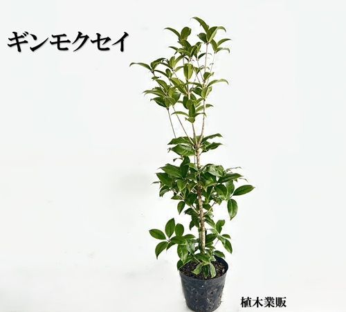 園芸ネット本店｜オオデマリ ビバーナム 公式 苗木 オオデマリ 高さ約