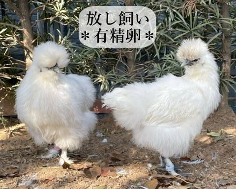 のサムネイル