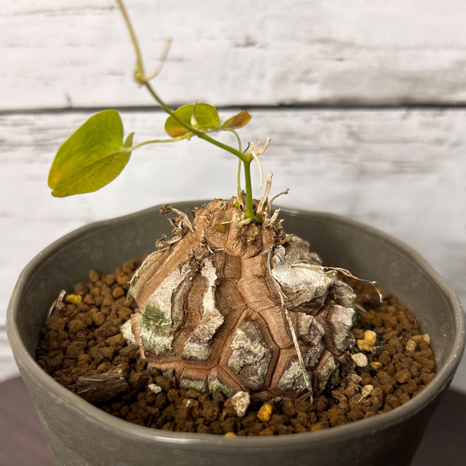 5cm超え バキボコ割れ 亀甲竜 ディオスコレア 塊根植物 k41310 - メルカリ