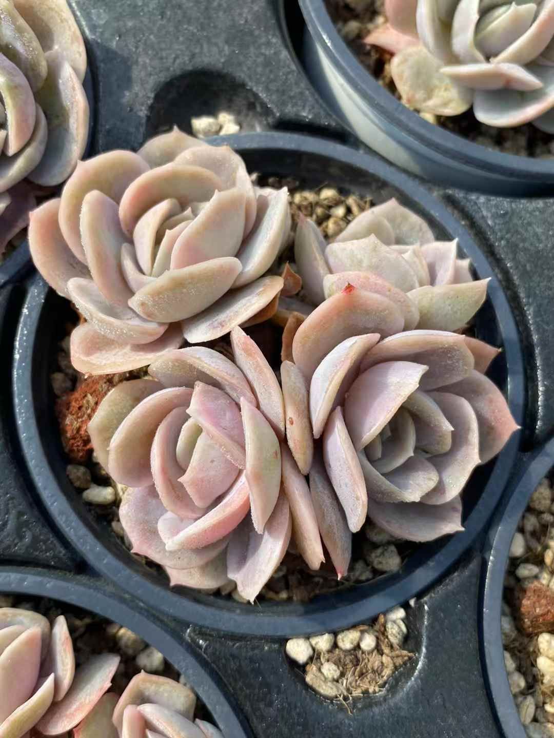 ❤️専用出品❤️ブルーサプライズ錦❤️抜き苗❤️ブルー札 【公式通販】