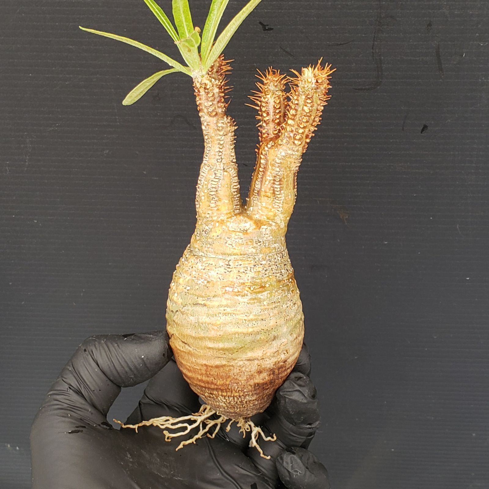 パキポディウム・グラキリス ボタナイズ 現地球 発根済 115c1 パキポディウム・グラキリス現地球の ”自己流” 発根成功メソッド