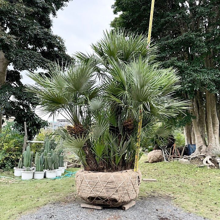 良樹形】 チャメロプス チャメロップス - メルカリ