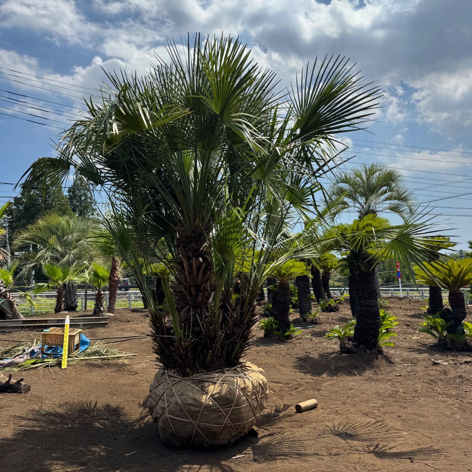 2m60cm】 チャメロプス チャメロップス チャメロップス｜株式会社Four