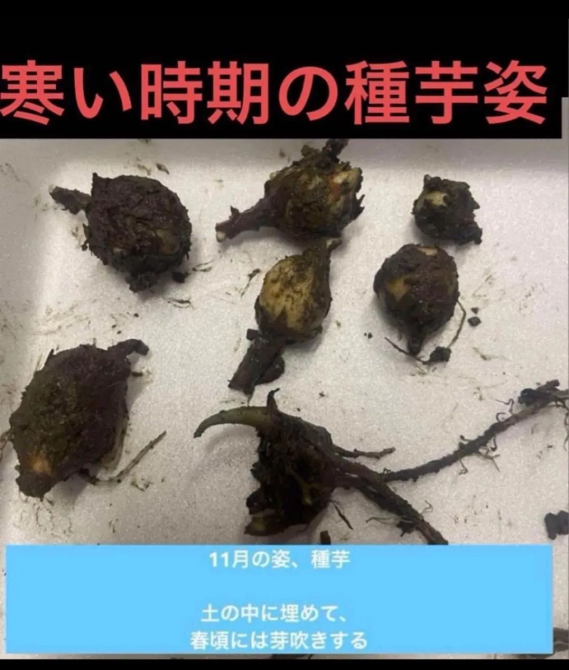 岐阜産 無消毒 自然栽培 白芋荷菜 白梗芋 dc mng bc h 芋茎 リュウキュウ ハスイモ 白芋苗 種芋 1100円