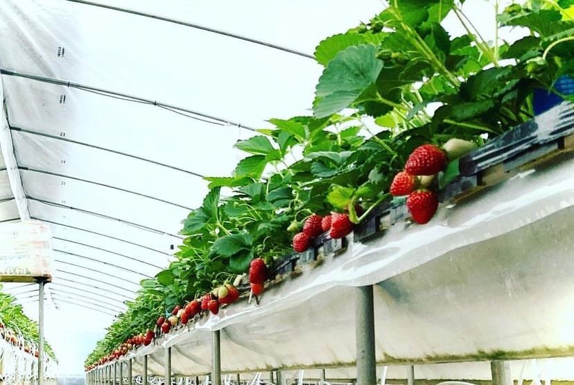 くだもの王国！岡山県産いちご🍓  『だるまベリー』(贈答用)-2