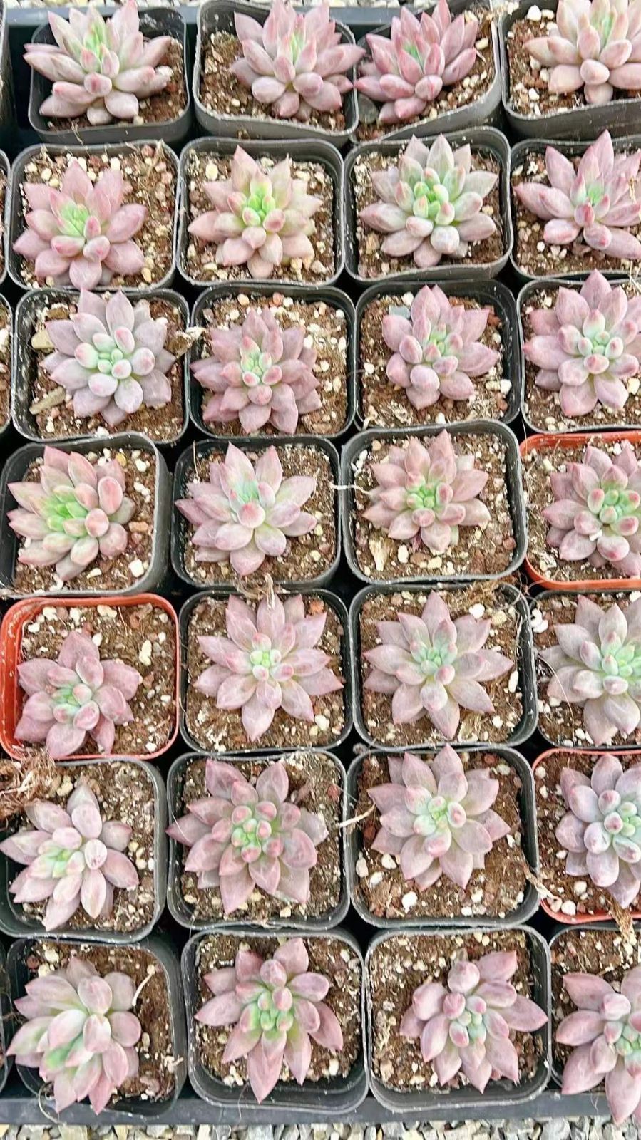 LL2410×70 アカトンボ 抜き苗 多肉植物 アエオニウム エケベリア 韓国苗 STEELWINDOWSANDDOORS_COM