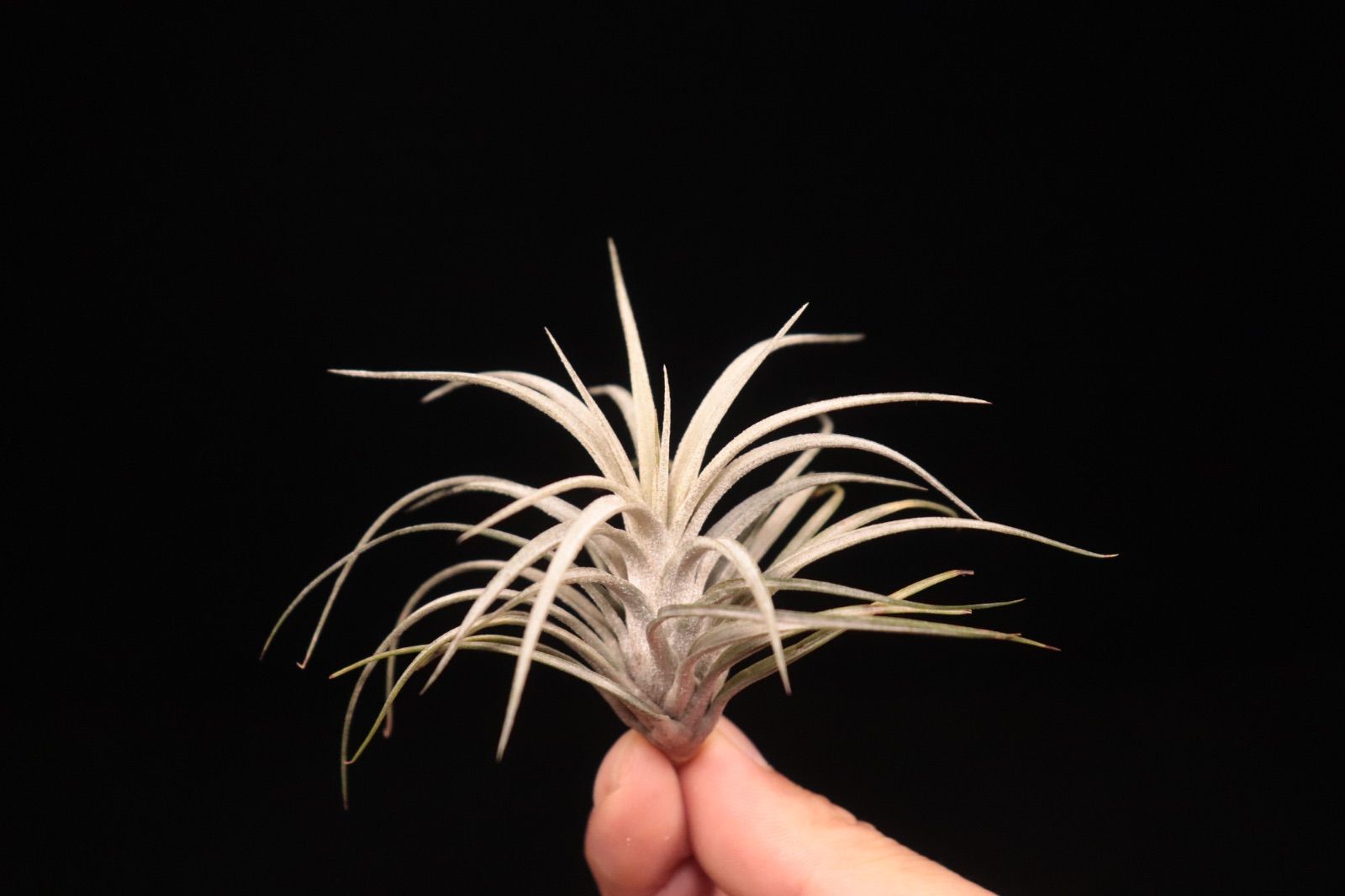 funckiana var.recurvifolia