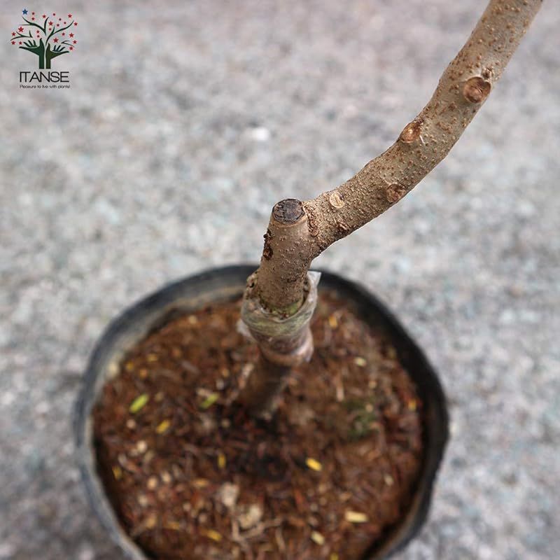 Jacaranda mimosifolia|ノウゼンカズラ科ジャカランダ属|半耐寒性落葉低木|耐寒性