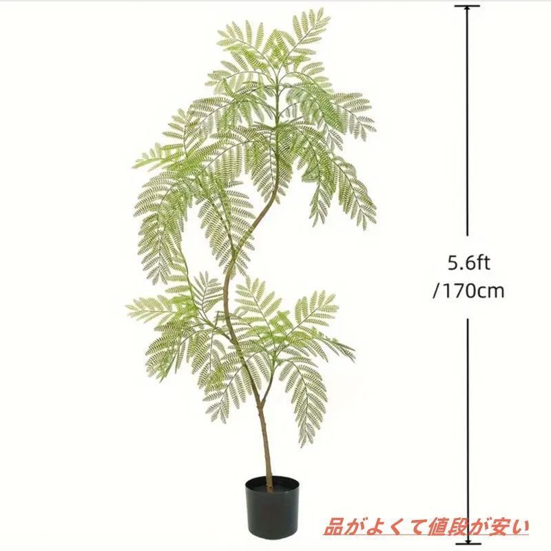 大きな植物 屋内