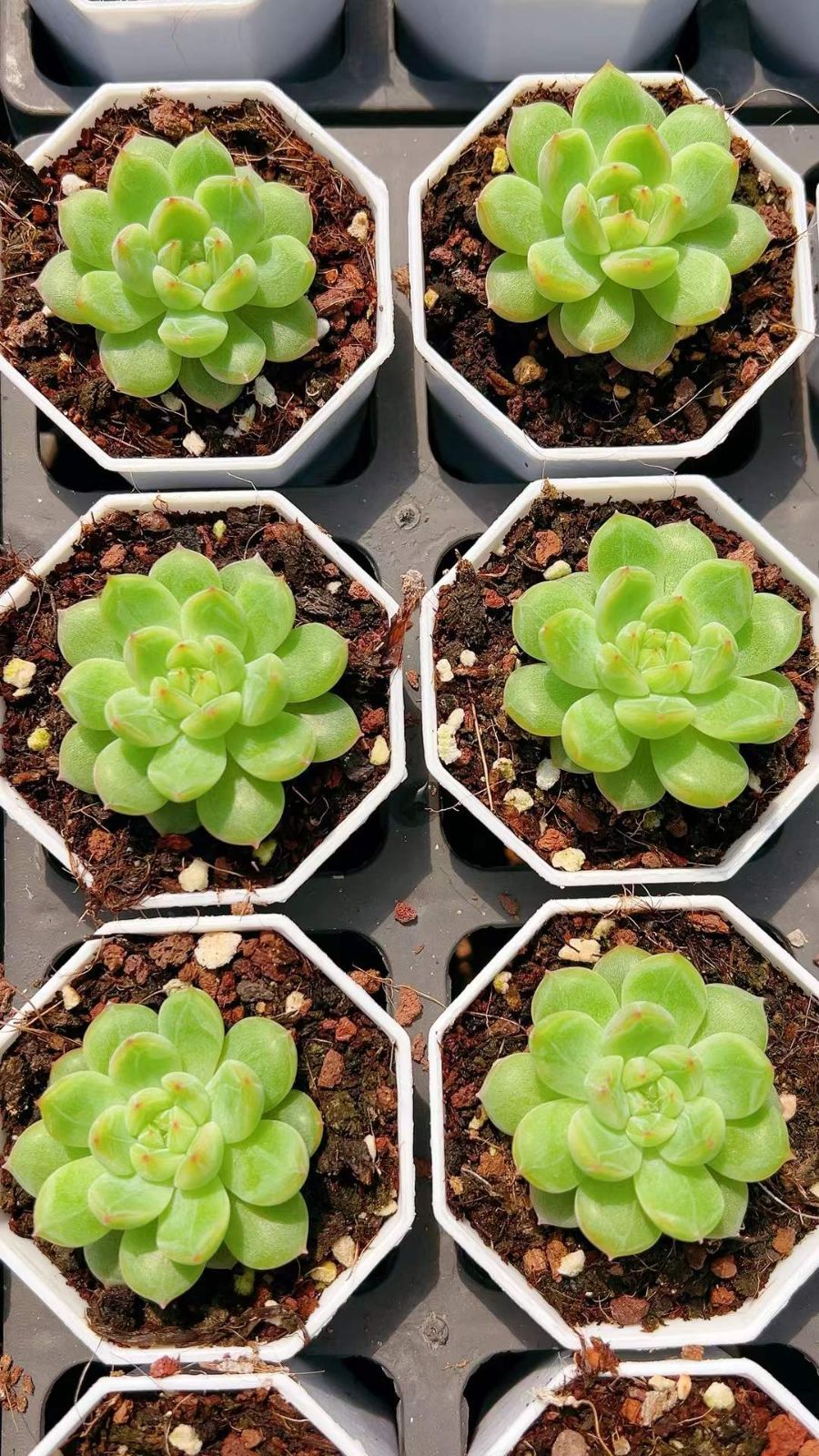 60株の抜き苗セット スノー 多肉植物 佐川急便発送 エケベリア 韓国苗 LL2436