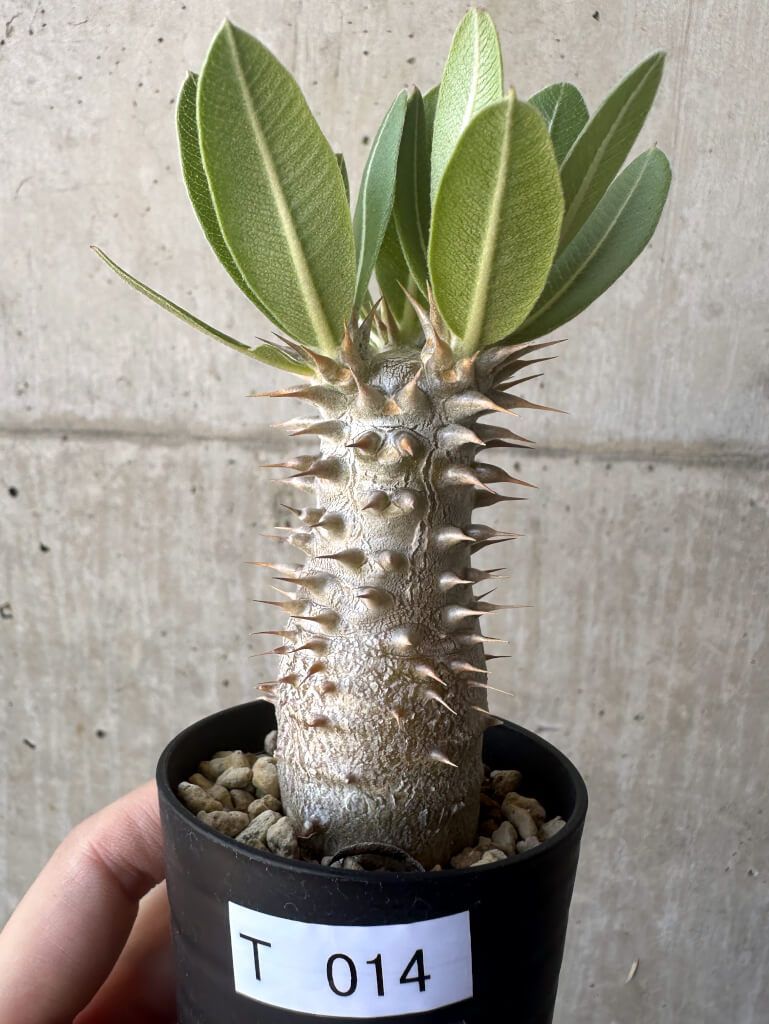 現品限り】パキポディウム・ロスラーツム 実生【T14】 Pachypodium