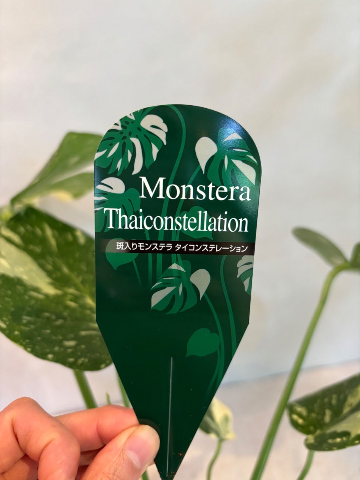 モンステラ・タイコンステレーション ⑥ 新芽あり！ 斑入りモステラ