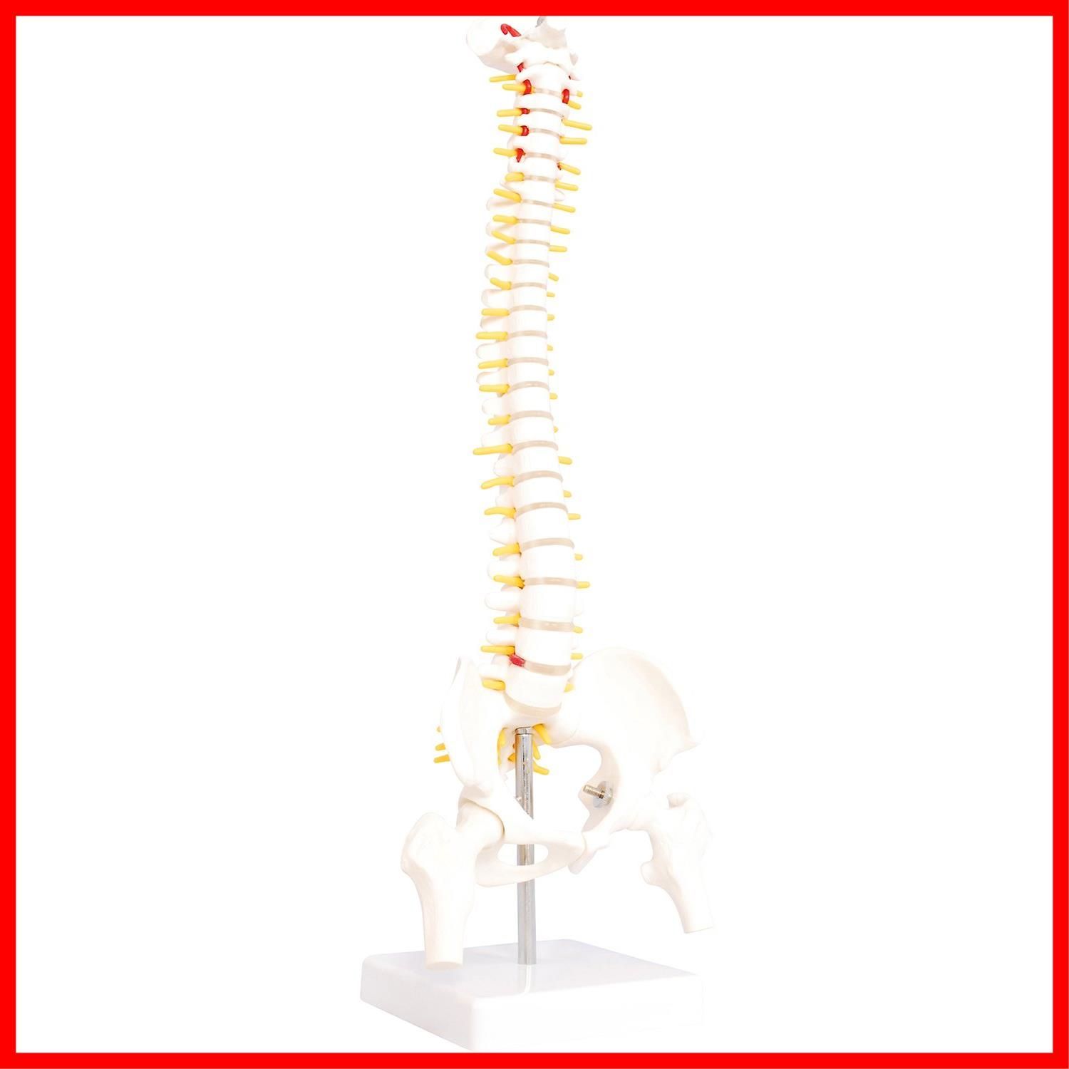 モノライフ骨格模型脊椎背骨