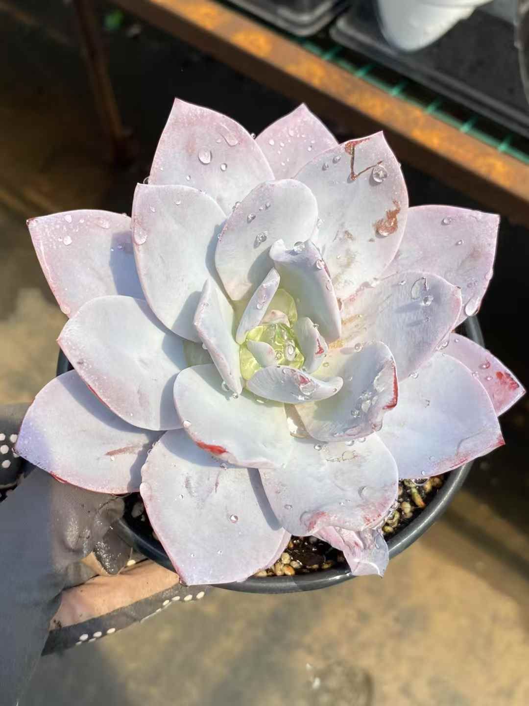 牡丹 連鶴 豪華多弁 大輪咲き 鉢ごと発送