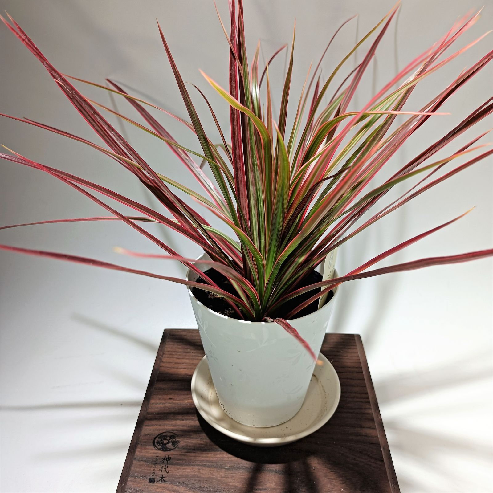 Nao様専用】ドラセナコンシンネ レインボー 4号 dc-rb_24-03-000 と dc