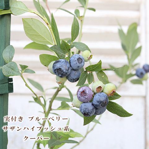 ☆ ブルーベリーの樹形🫐🌱 ブルーベリーの樹形は品種により違いが