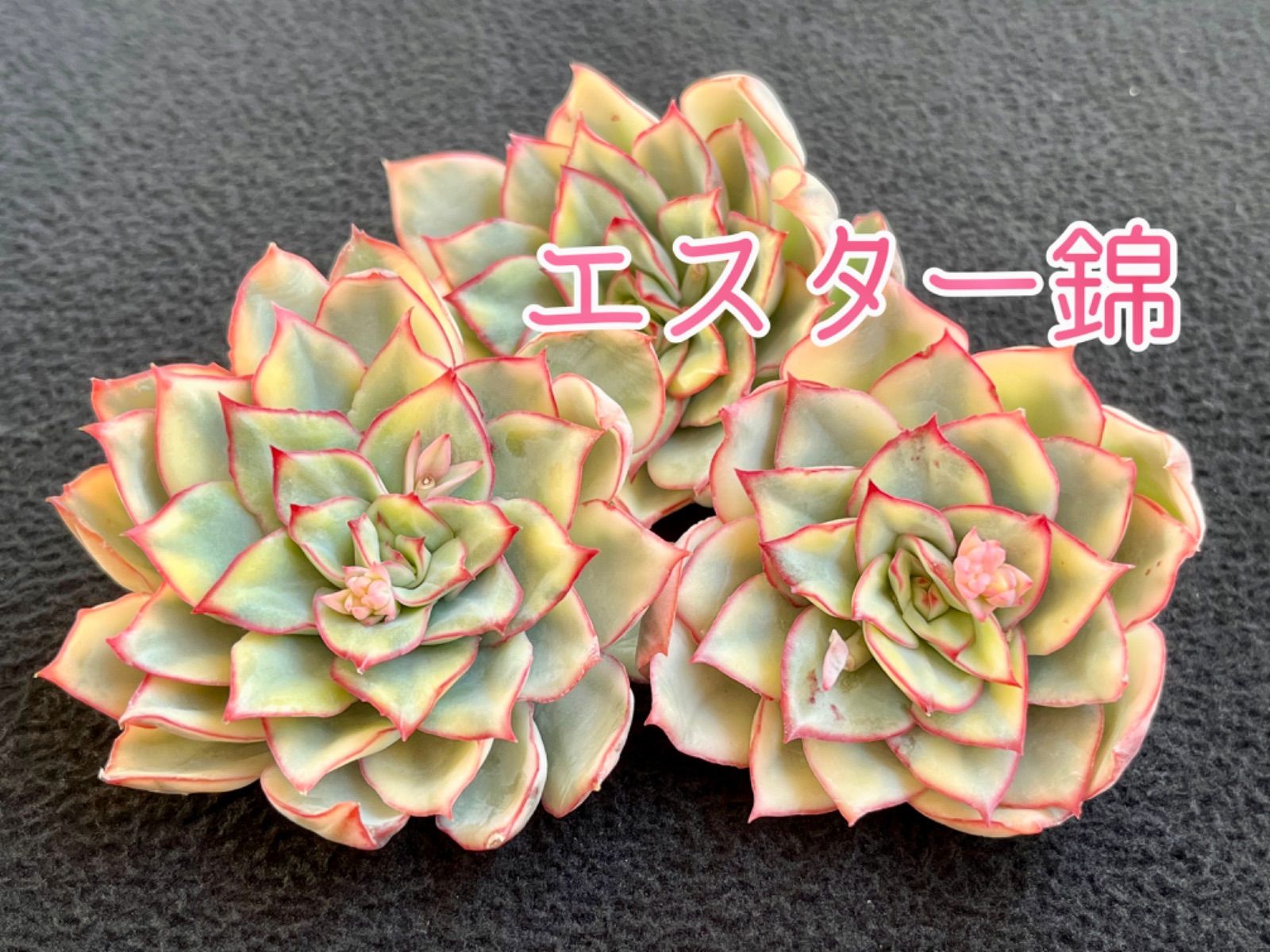 多肉 多肉植物 韓国苗 エスター錦 - 植物