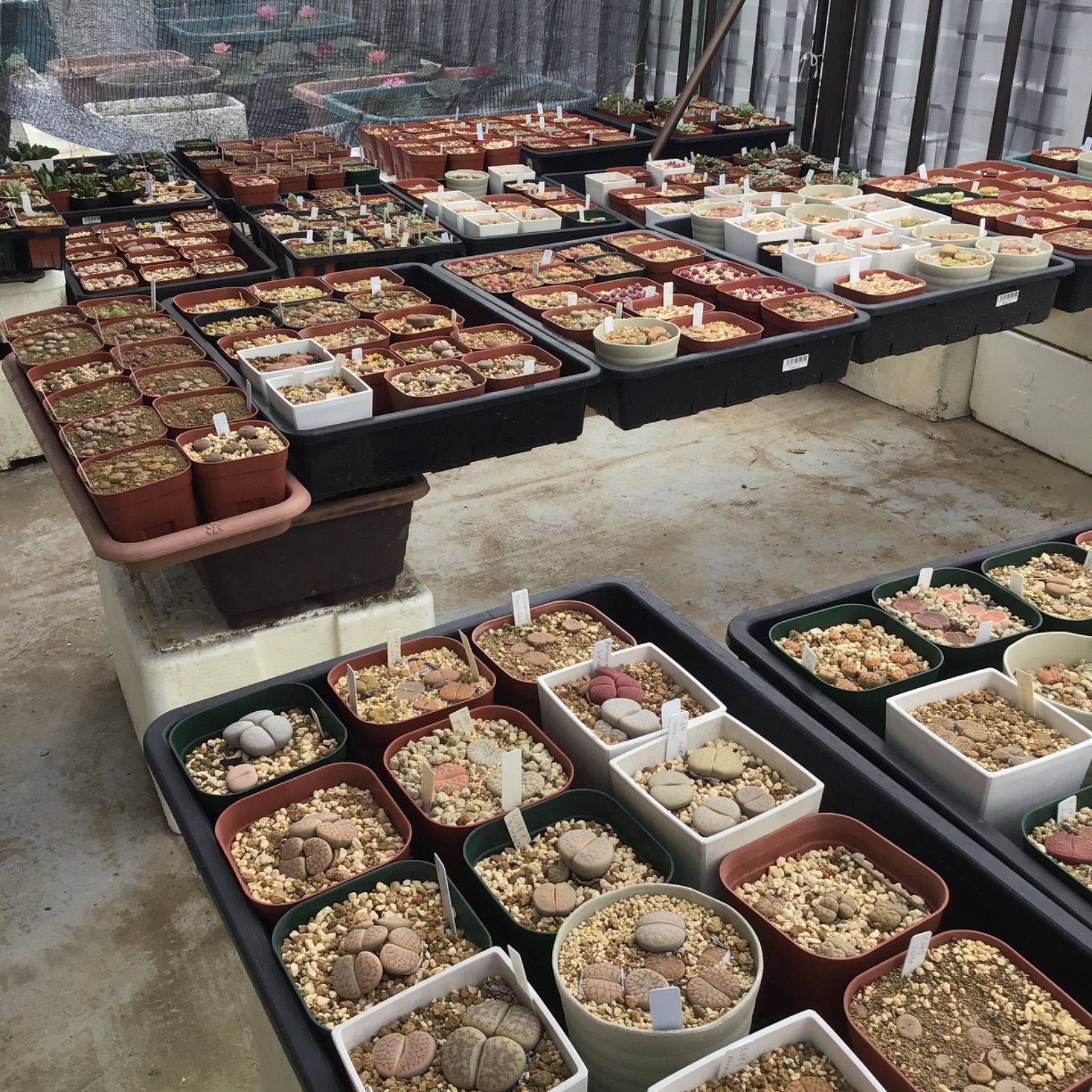 リトープス ミックス種子 100粒 - メルカリ