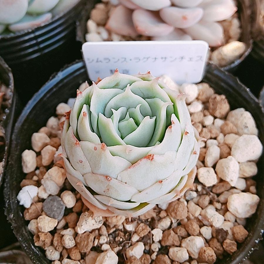 メルカリ便発送☆多肉植物 アロエ属 ラスタ メルカリ便発送☆多肉植物 アロエ属 ラスタ メルカリ便発送☆多肉植物