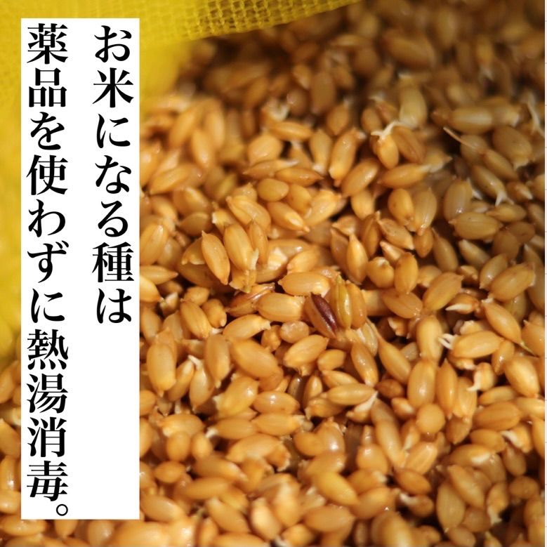 令和4年度 新米 送料無料 農家直送 埼玉県産 彩のきずな 5キロ 白米 - メルカリ